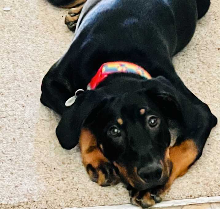 Photo of Enzo
