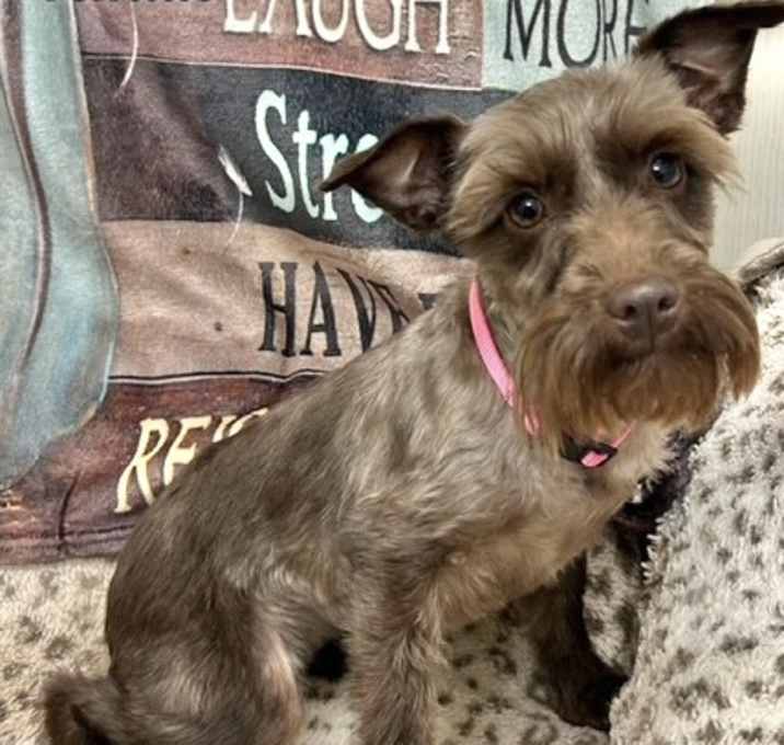 Photo of Sassy 1 Adoption Pending