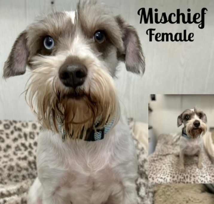 Photo of Mischief Adoption Pending