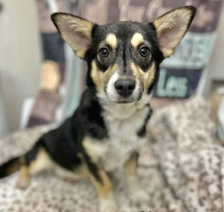 Photo of Korki Adoption Pending