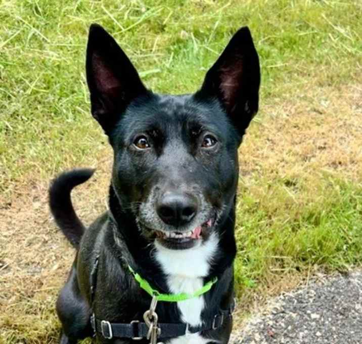 Photo of Shelby