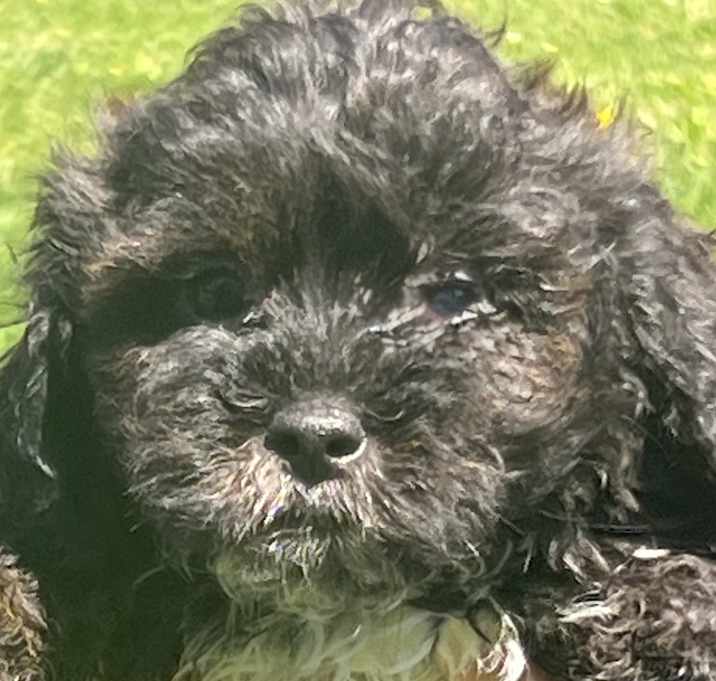 Photo of ADOPTION PENDING Whisper