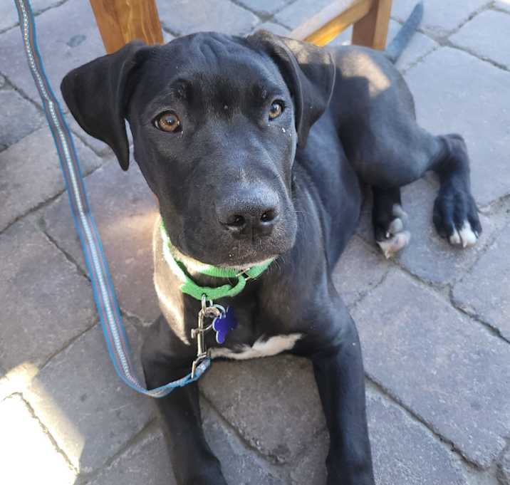 Photo of Harvey