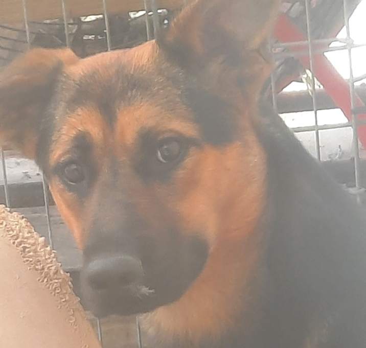 Photo of Bonnie