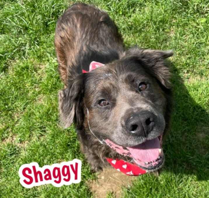 Photo of Shaggy