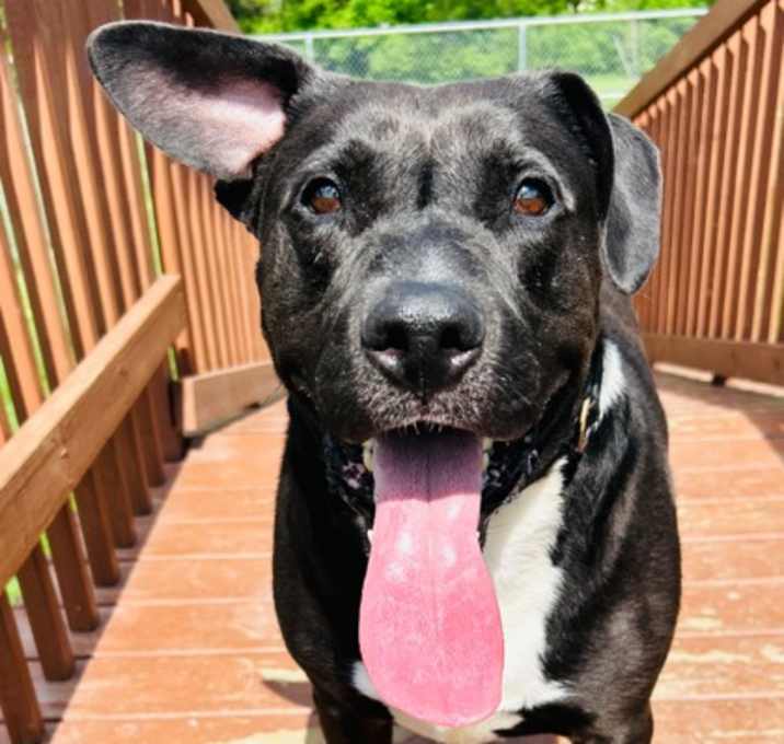 Photo of Ryder