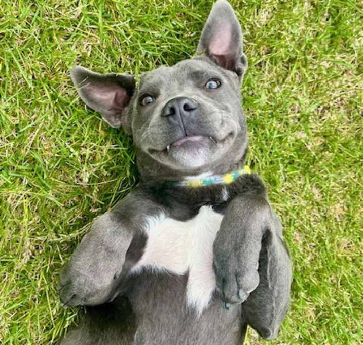Photo of Grey
