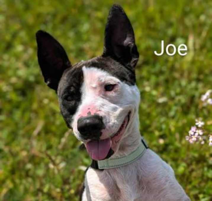 Photo of JOE
