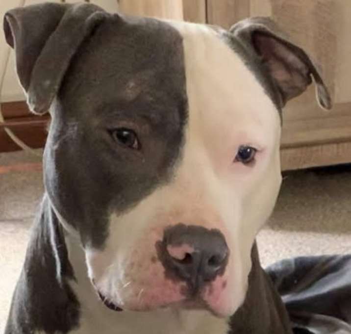 Photo of Apollo