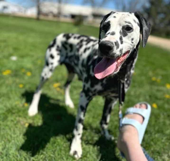 Photo of Dixie