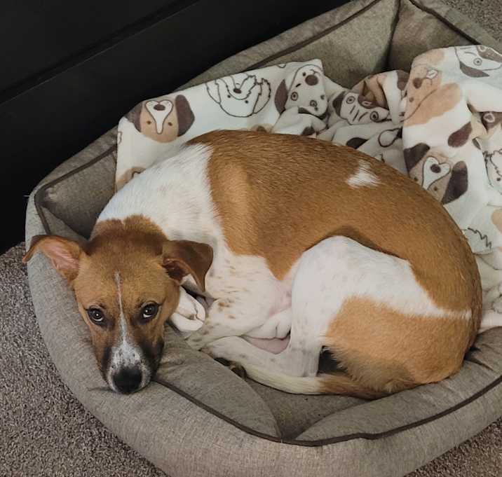 Photo of Luna
