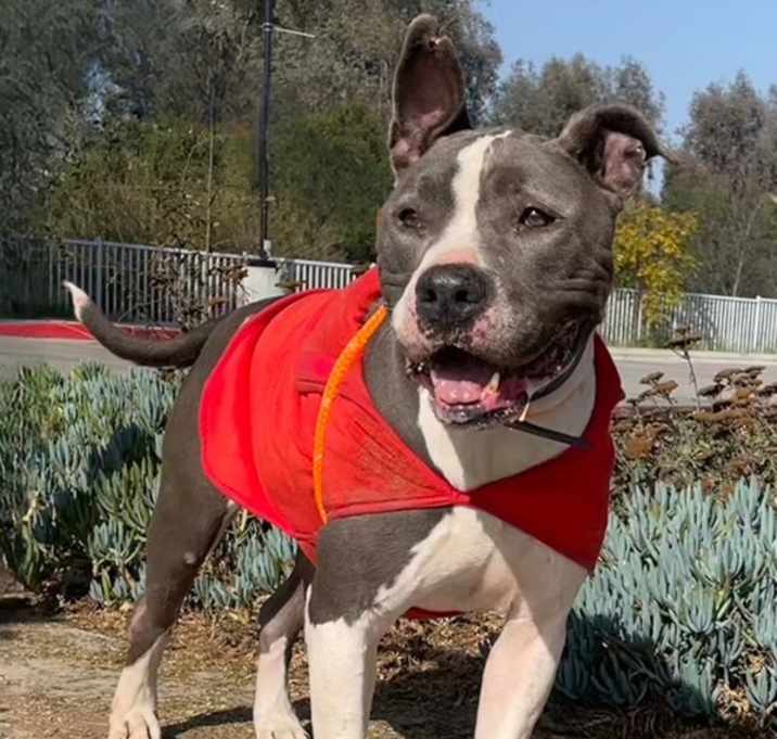 Photo of Chappie