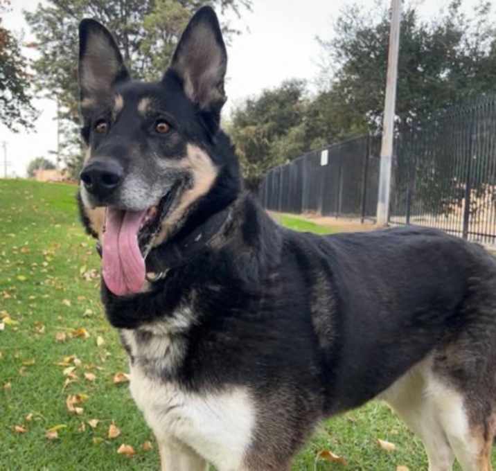 Photo of Ace