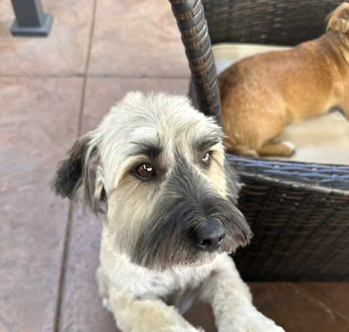 Photo of Teddy