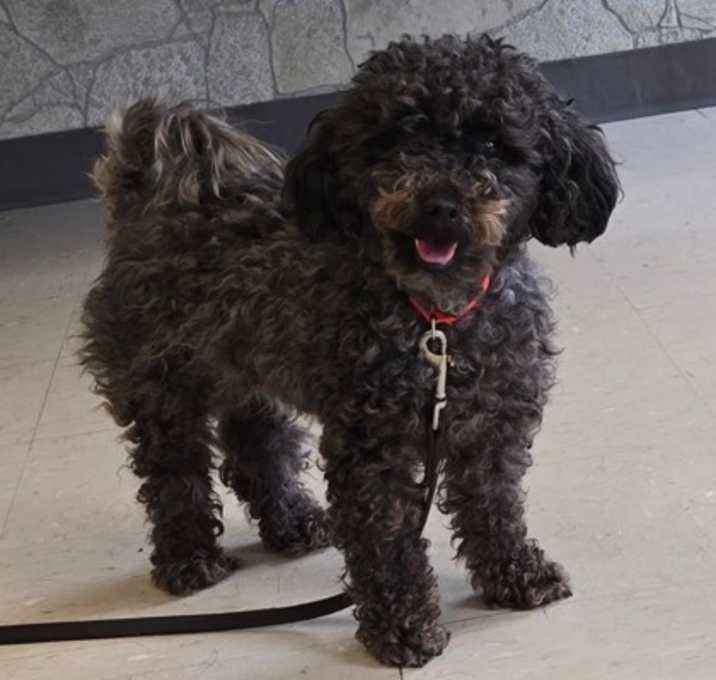 Photo of Scarlet (bonded w/ Jetta)