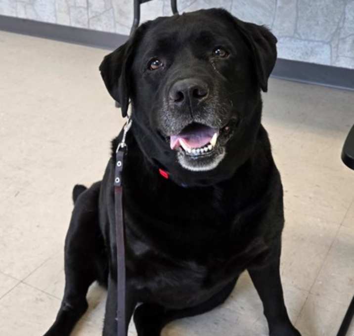 Photo of Jetta (bonded w/Scarlet)