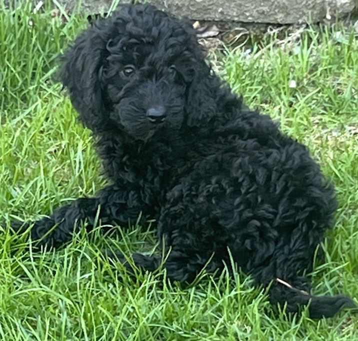 Photo of Willow