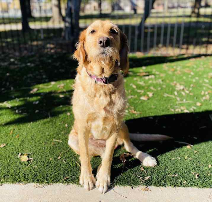 Photo of Sadie