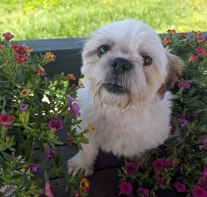 Photo of Oliver