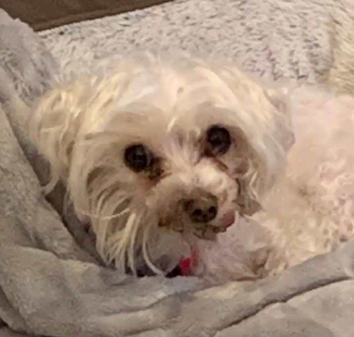 Photo of Lilly