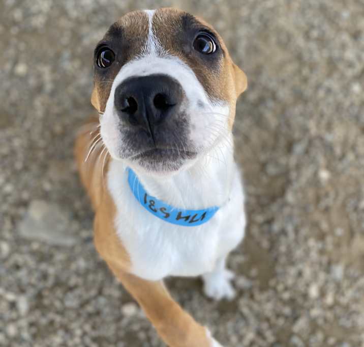Photo of Buddy