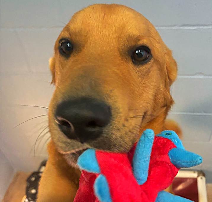 Photo of SKIPPER