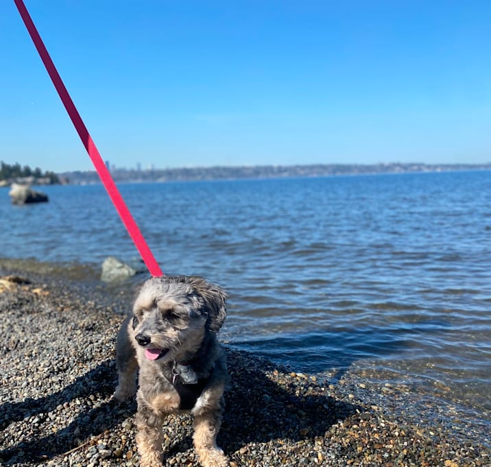 Photo of Comet
