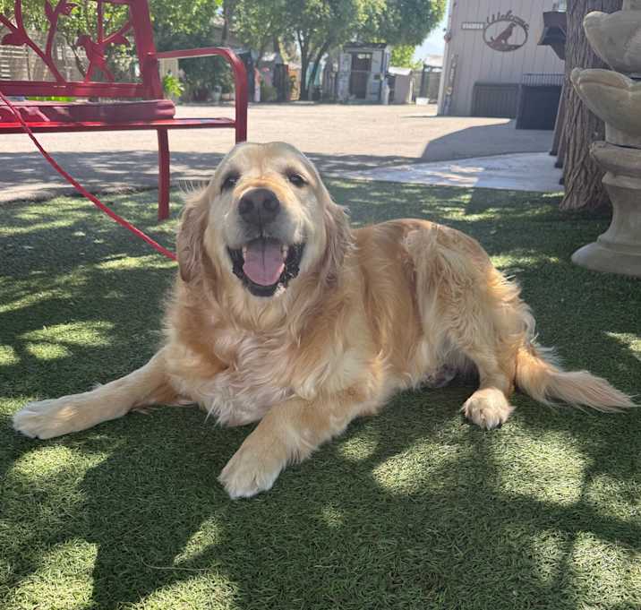 Photo of Buddy