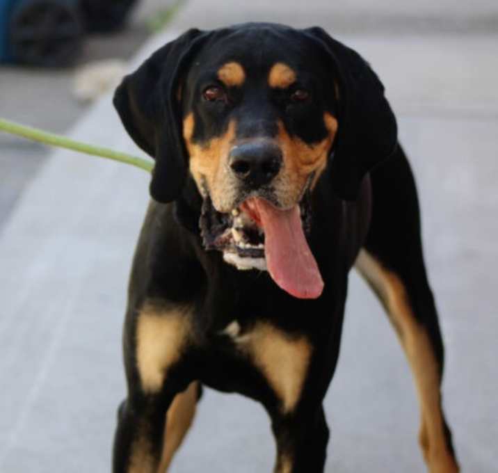 Photo of Tyson