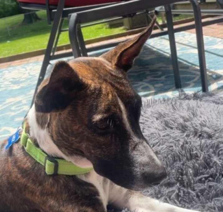 Photo of Jack Aruba Wags