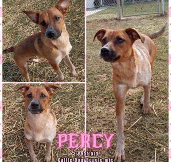 Photo of Percy