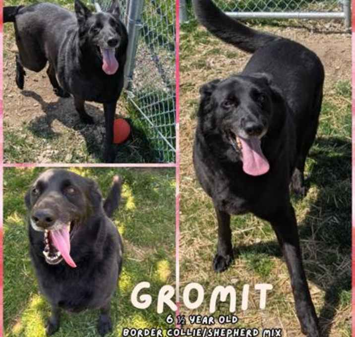 Photo of Gromit