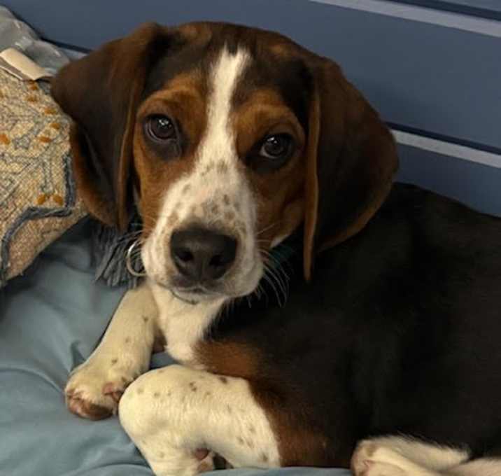 Photo of Kobey
