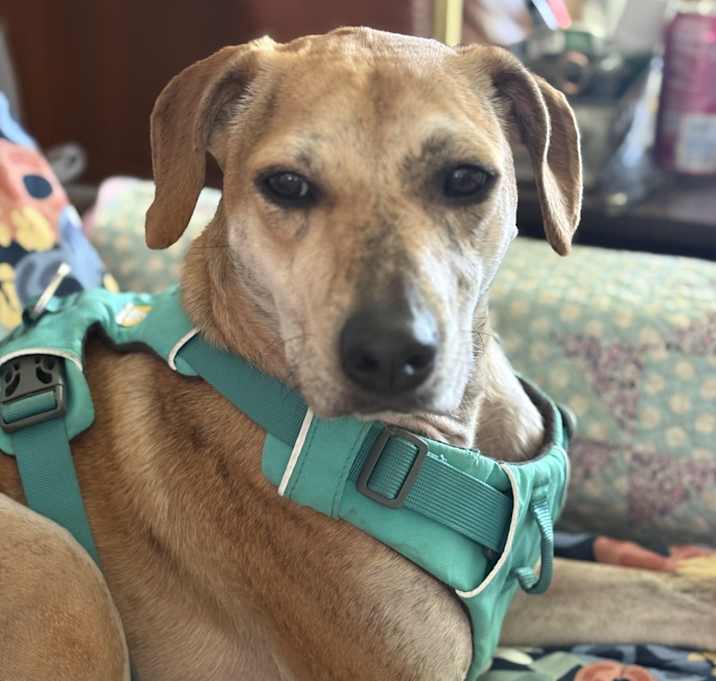 Photo of Sadie