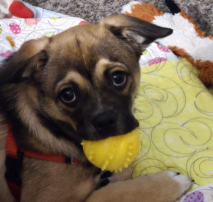 Photo of Bandit