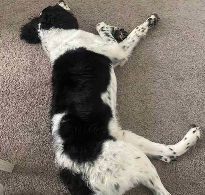 Photo of Domino