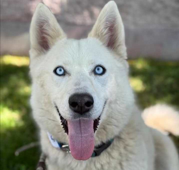Photo of ROOMBA (LUNA)