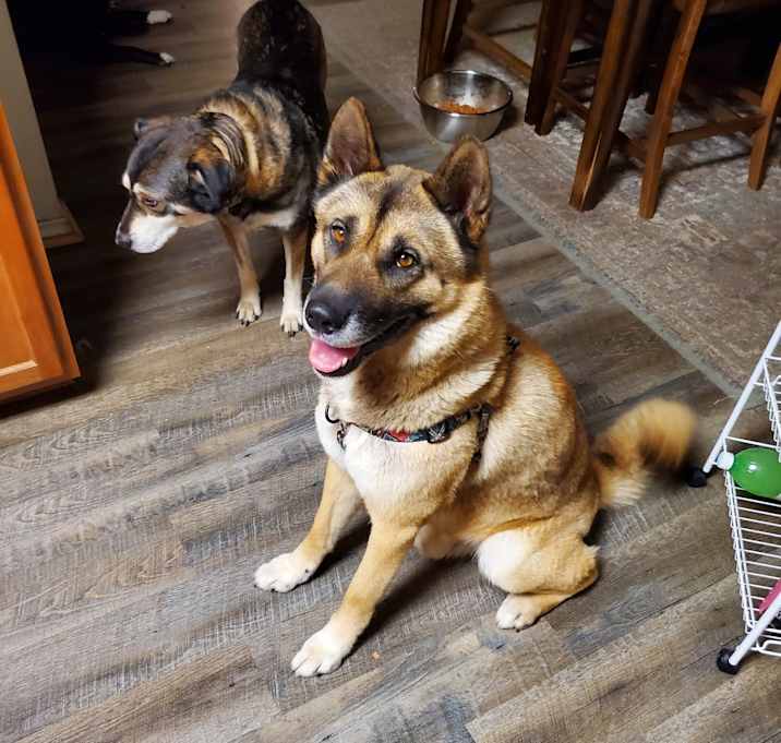 Photo of Ranger