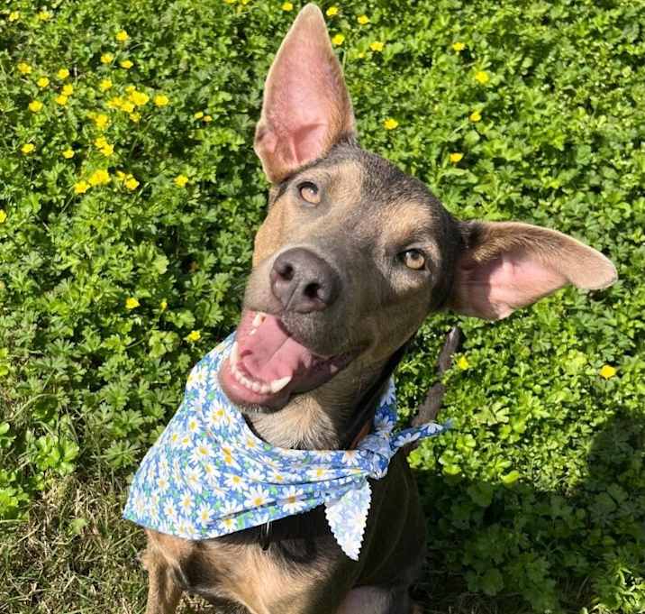 Photo of Marina Sophia Goodgirl Ladybee