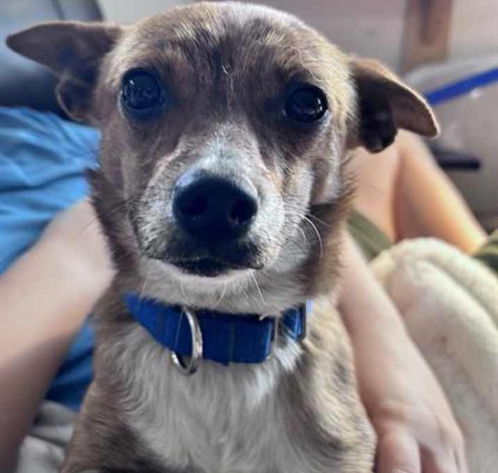 Photo of POPPY