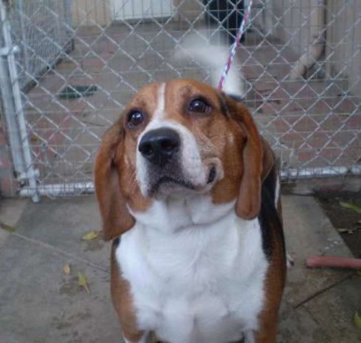 Photo of Copper 'B'