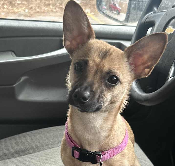 Photo of Blaze. ADOPT PENDING