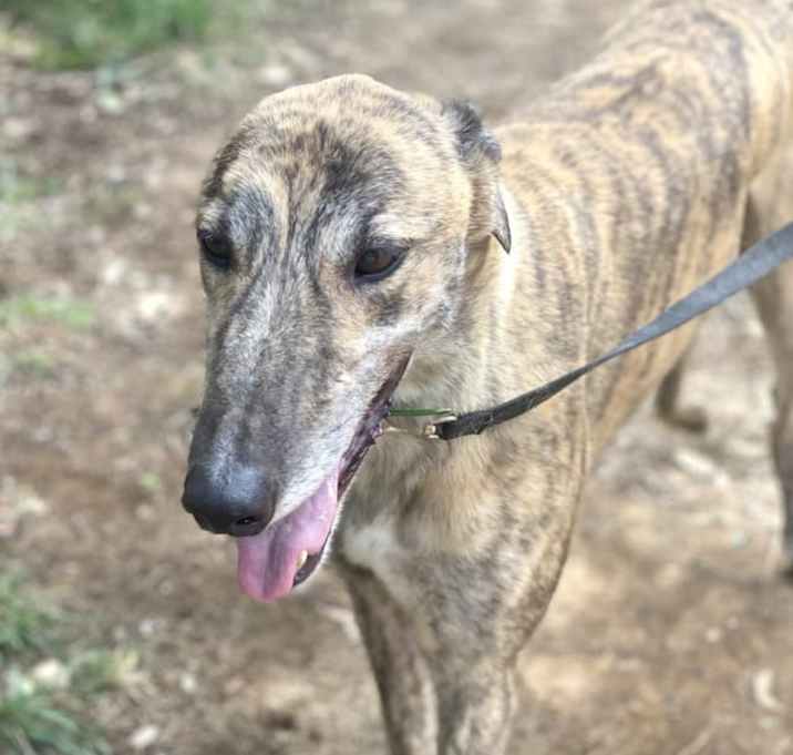 Photo of Jazz (Jasprizza Bale)
