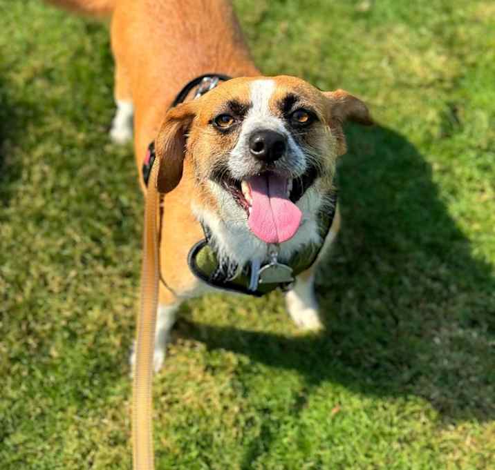 Photo of Buster