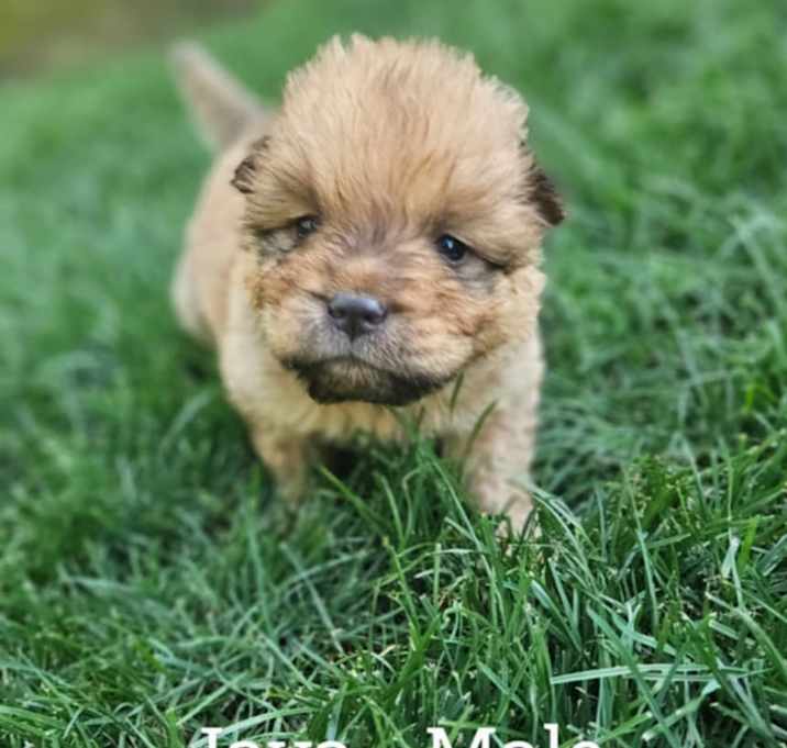 Photo of Java