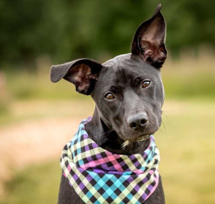 Photo of Scooter