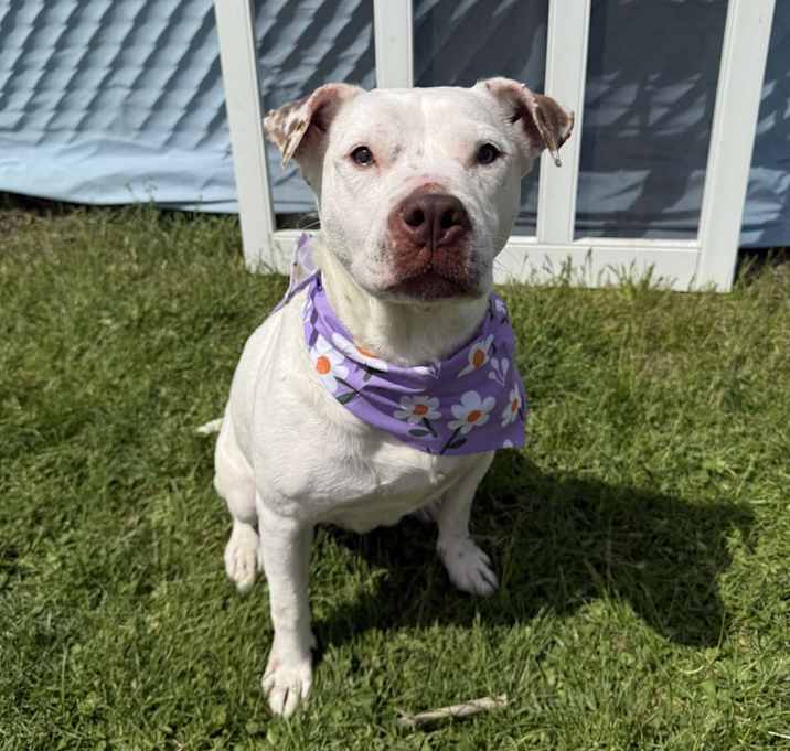 Photo of Cannoli