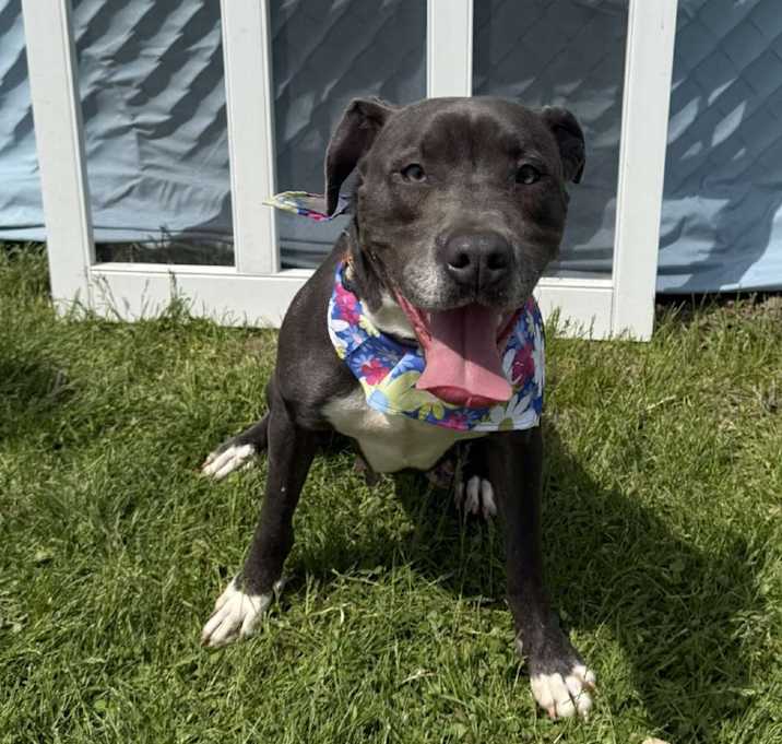 Photo of Tilly