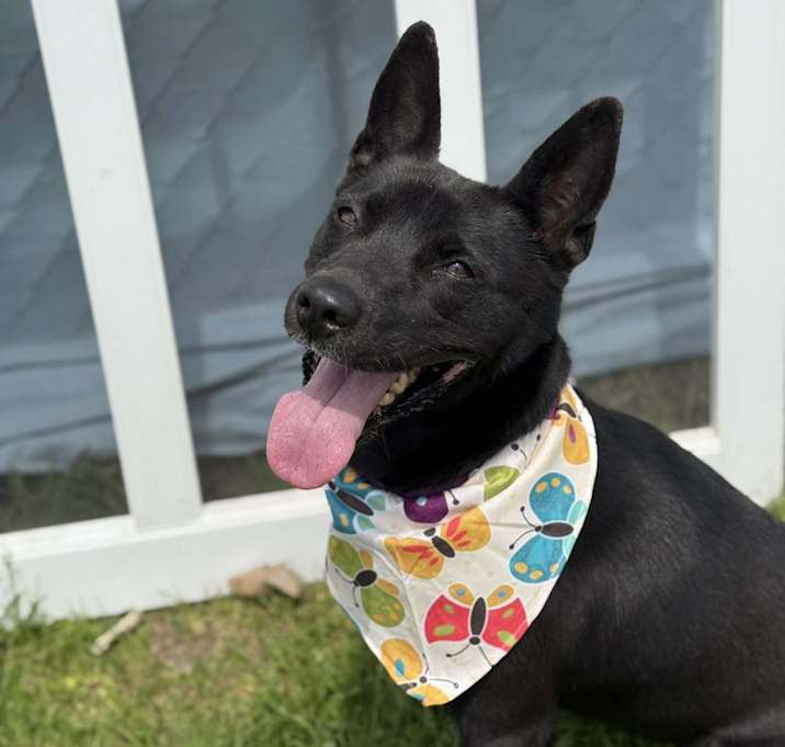 Photo of Koda