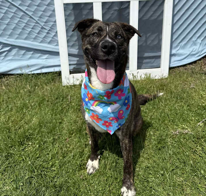 Photo of Rosie